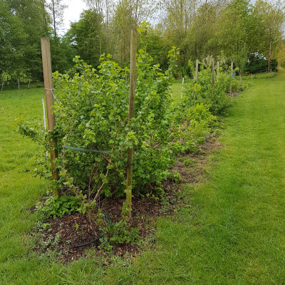 Unsere eigenen Himbeeren